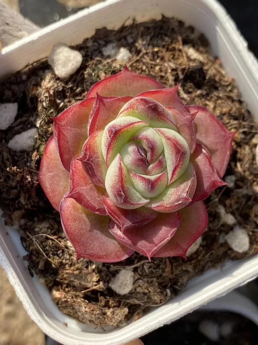 plant Aeonium Echeveria Haworthia  Caudex  Lithops Cactus  Agave 