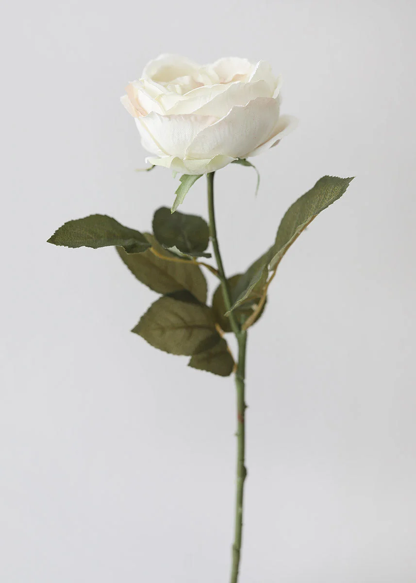 Eggshell Cream English Cabbage Rose - 25"