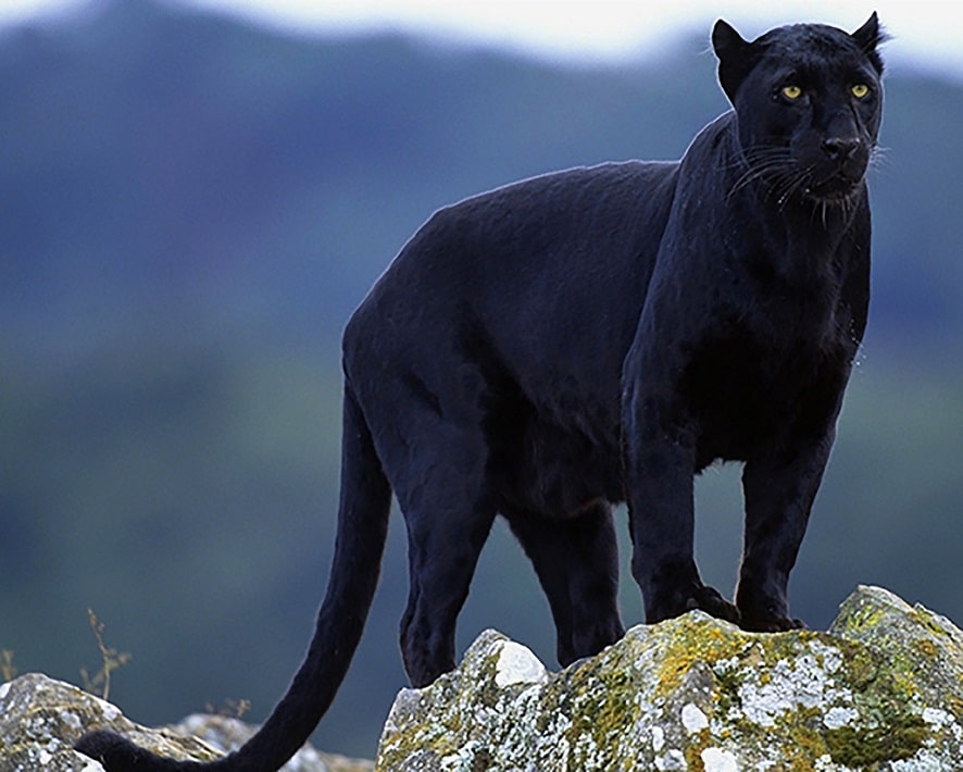 

Black Panther In The Wild – Paint By Numbers - 40*50CM, 501 Original