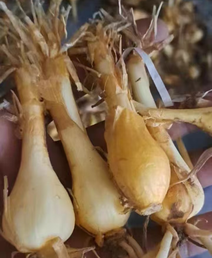 plant Aeonium Echeveria Haworthia  Caudex  Lithops Cactus  Agave 