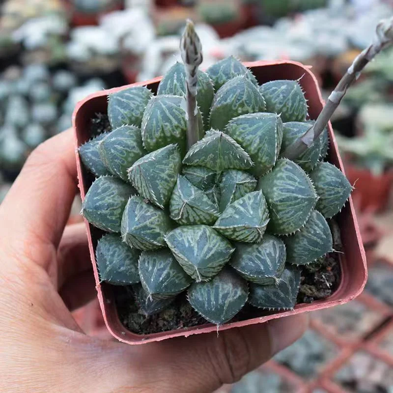 plant Aeonium Echeveria Haworthia  Caudex  Lithops Cactus  Agave 