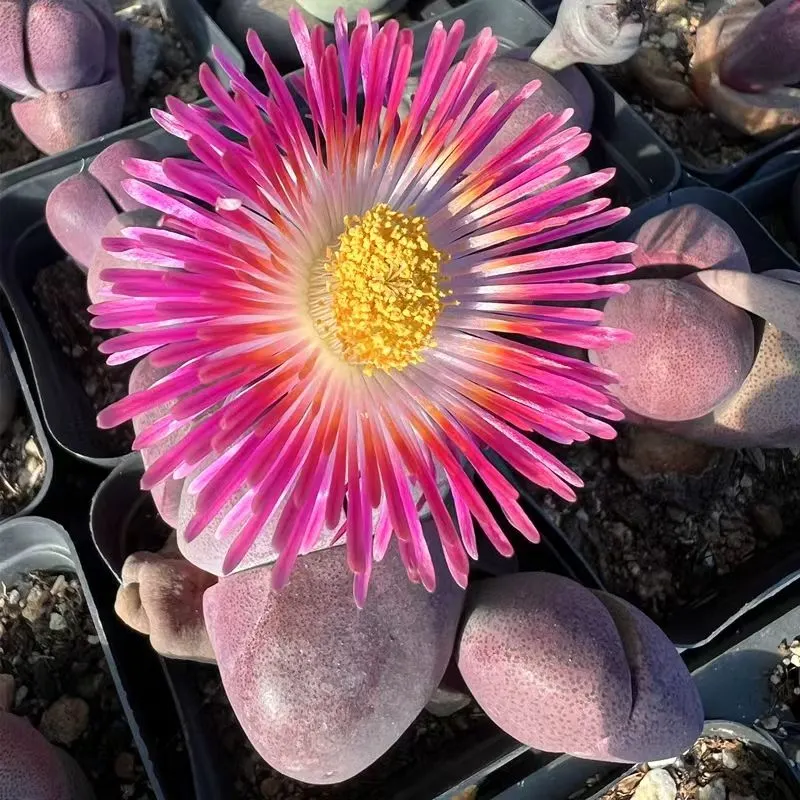 plant Aeonium Echeveria Haworthia  Caudex  Lithops Cactus  Agave 