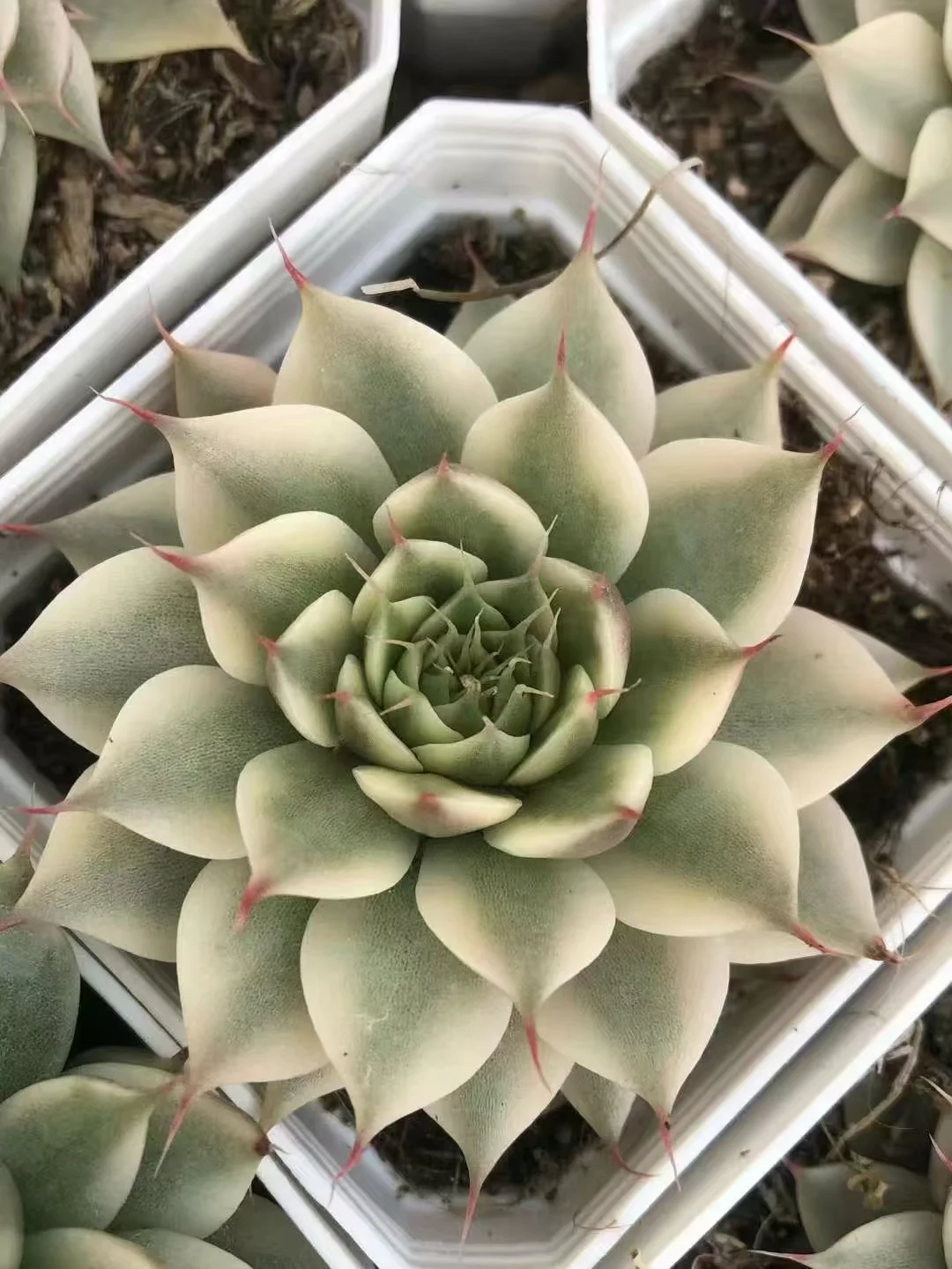 plant Aeonium Echeveria Haworthia  Caudex  Lithops Cactus  Agave 