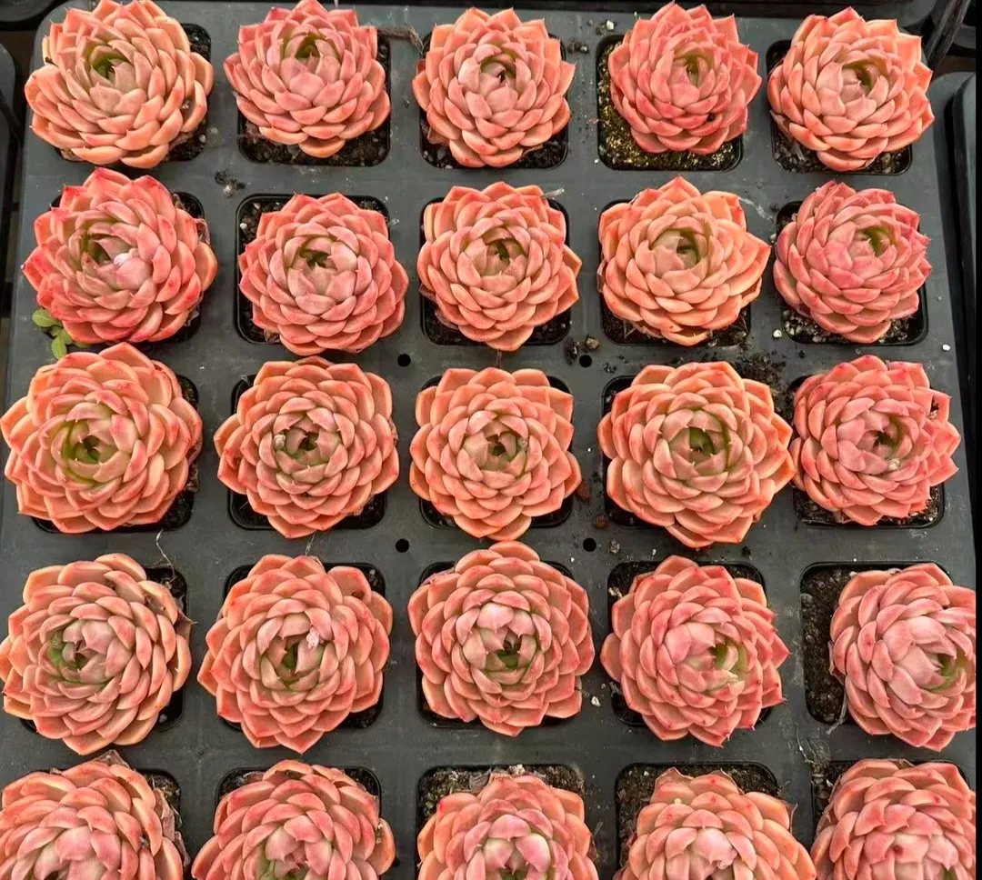 plant Aeonium Echeveria Haworthia  Caudex  Lithops Cactus  Agave 