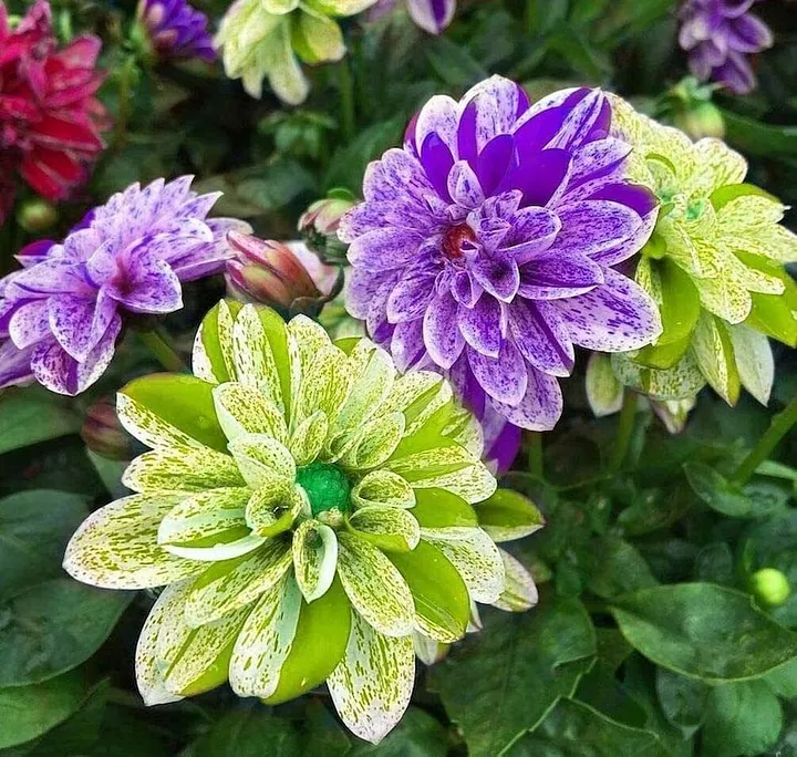 Dahlia 50 Seeds Flowers Dahlia Double Mix Mixed Rainbow Colour image 5
