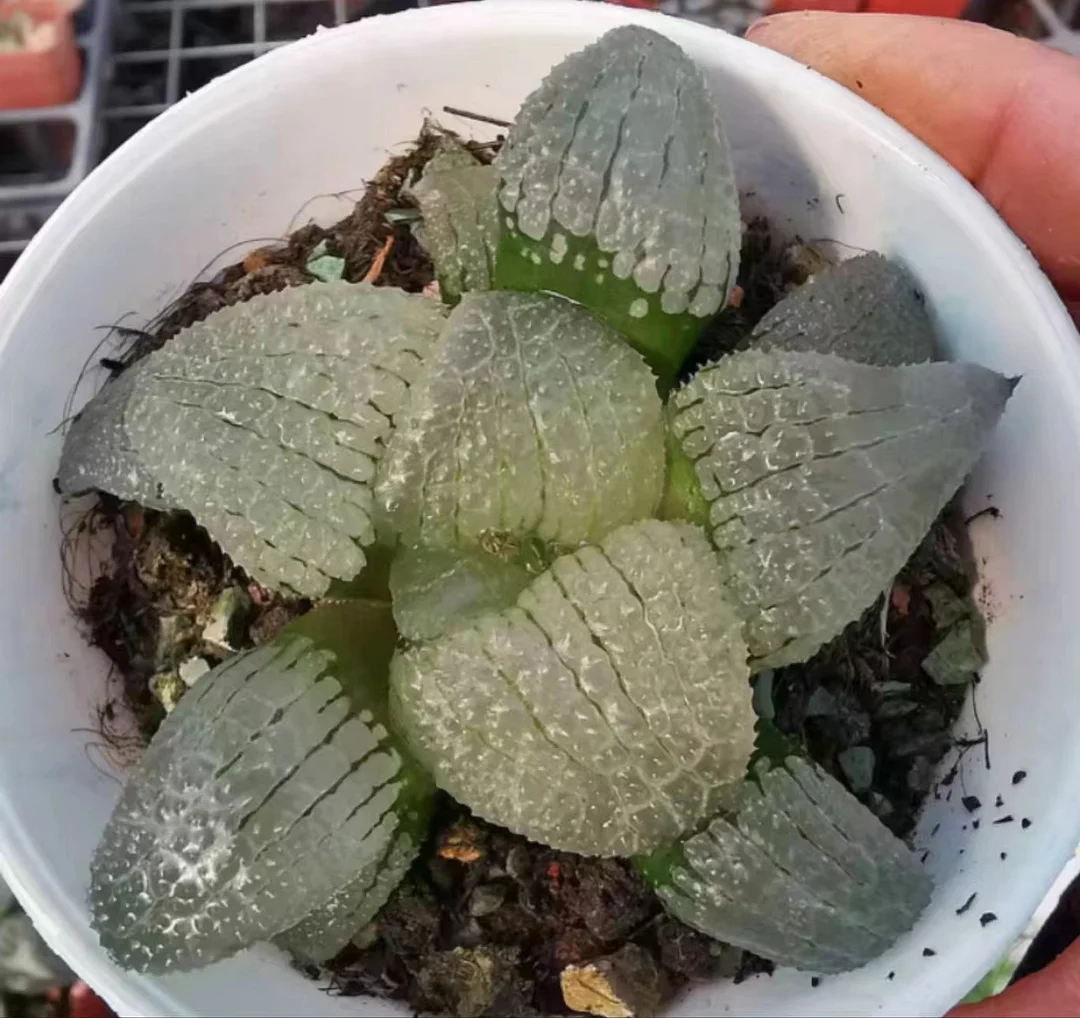 1027.Haworthia Correcta 'Mirror of the Sky 5-6cm/ Haworthia/ Succulent plants / Garden landscape / Carefully select healthy plants