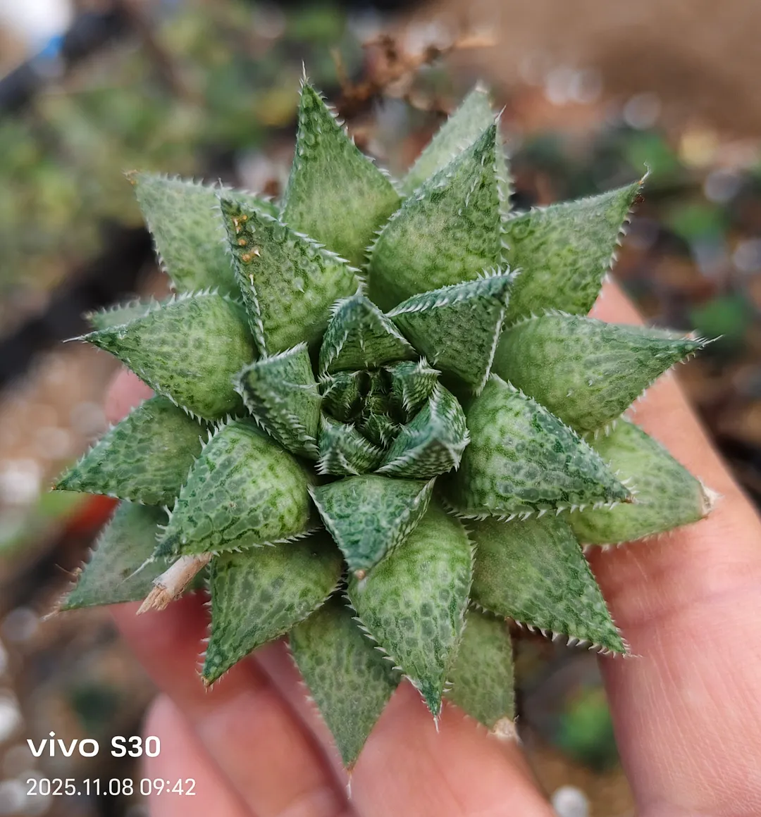 plant Aeonium Echeveria Haworthia  Caudex  Lithops Cactus  Agave 