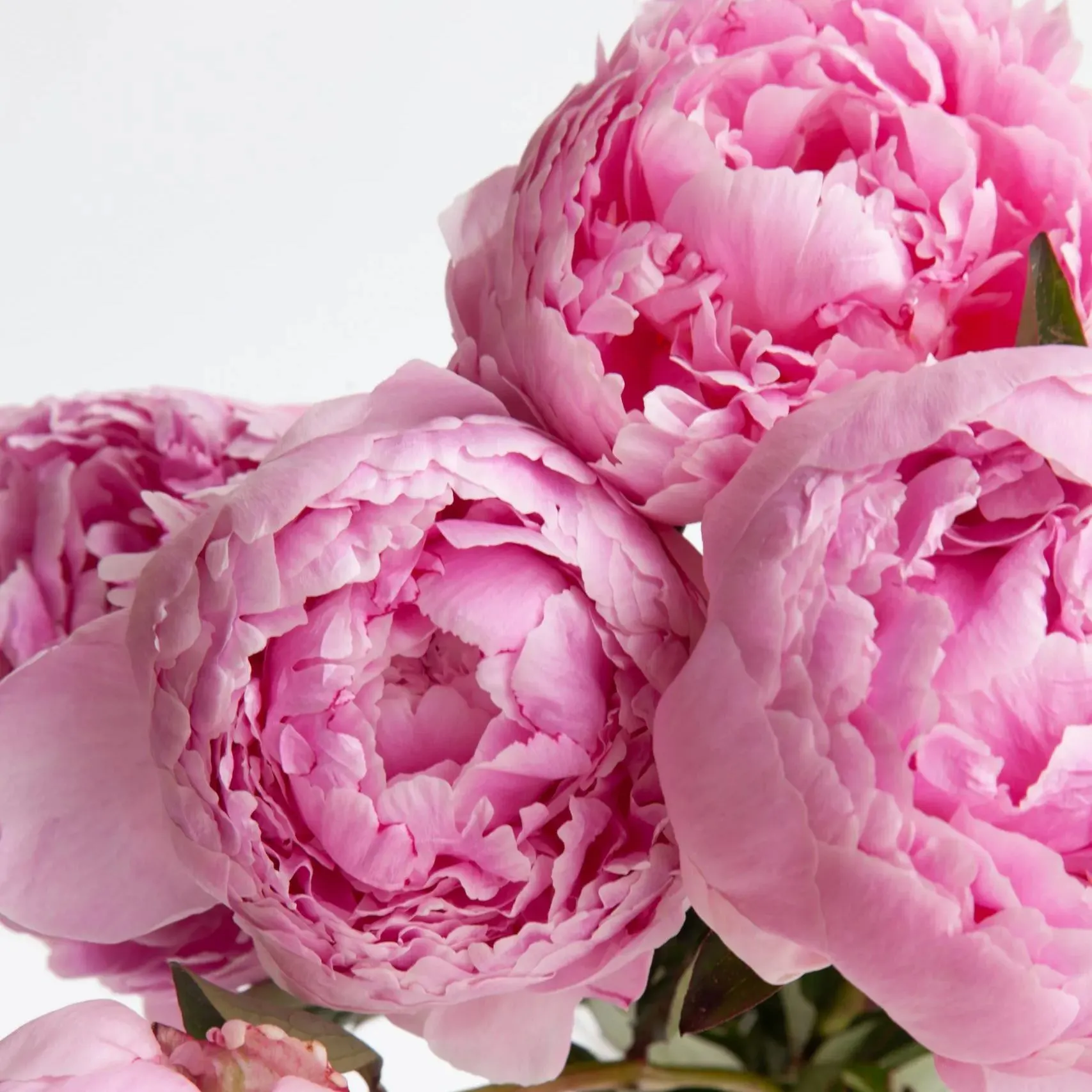Colorful Peony Flower-Over 7 Colors