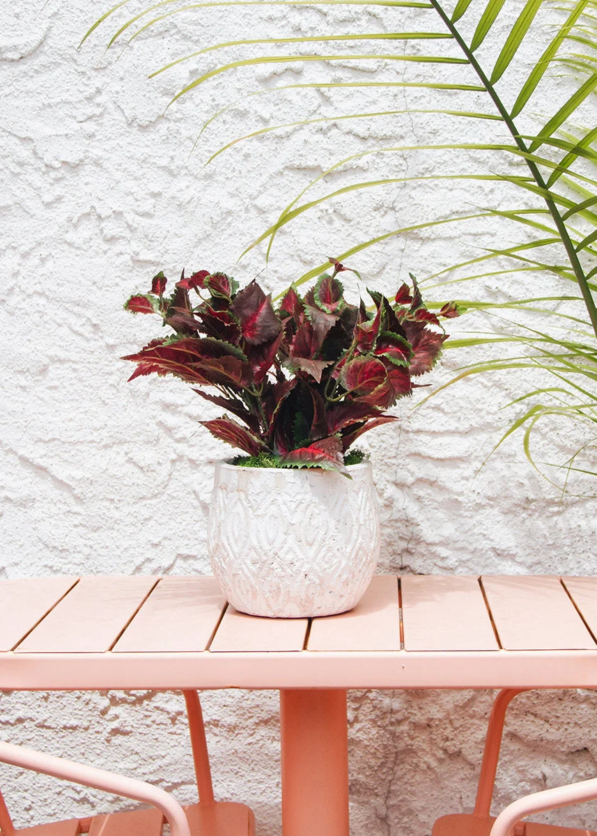 Red UV Protected Outdoor Fake Coleus - 16"