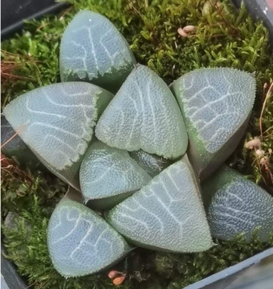 plant Aeonium Echeveria Haworthia  Caudex  Lithops Cactus  Agave 