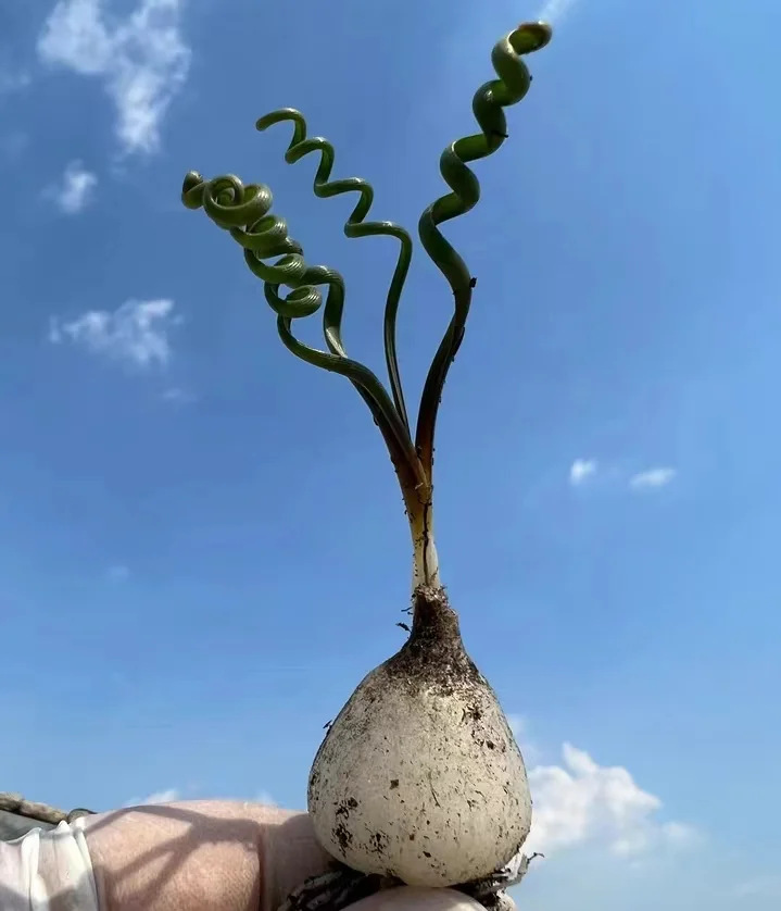 plant Aeonium Echeveria Haworthia  Caudex  Lithops Cactus  Agave 