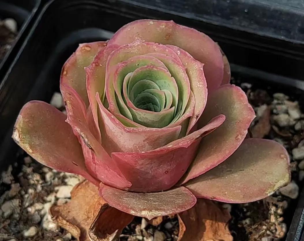 plant Aeonium Echeveria Haworthia  Caudex  Lithops Cactus  Agave 