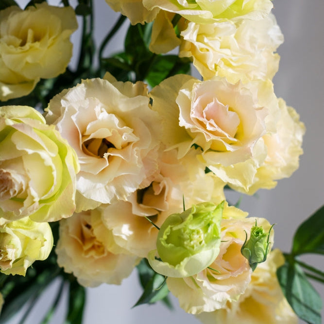 Lisianthus Celeb 2 Yellow Flower | X 20 Seeds (NOT TO WA)