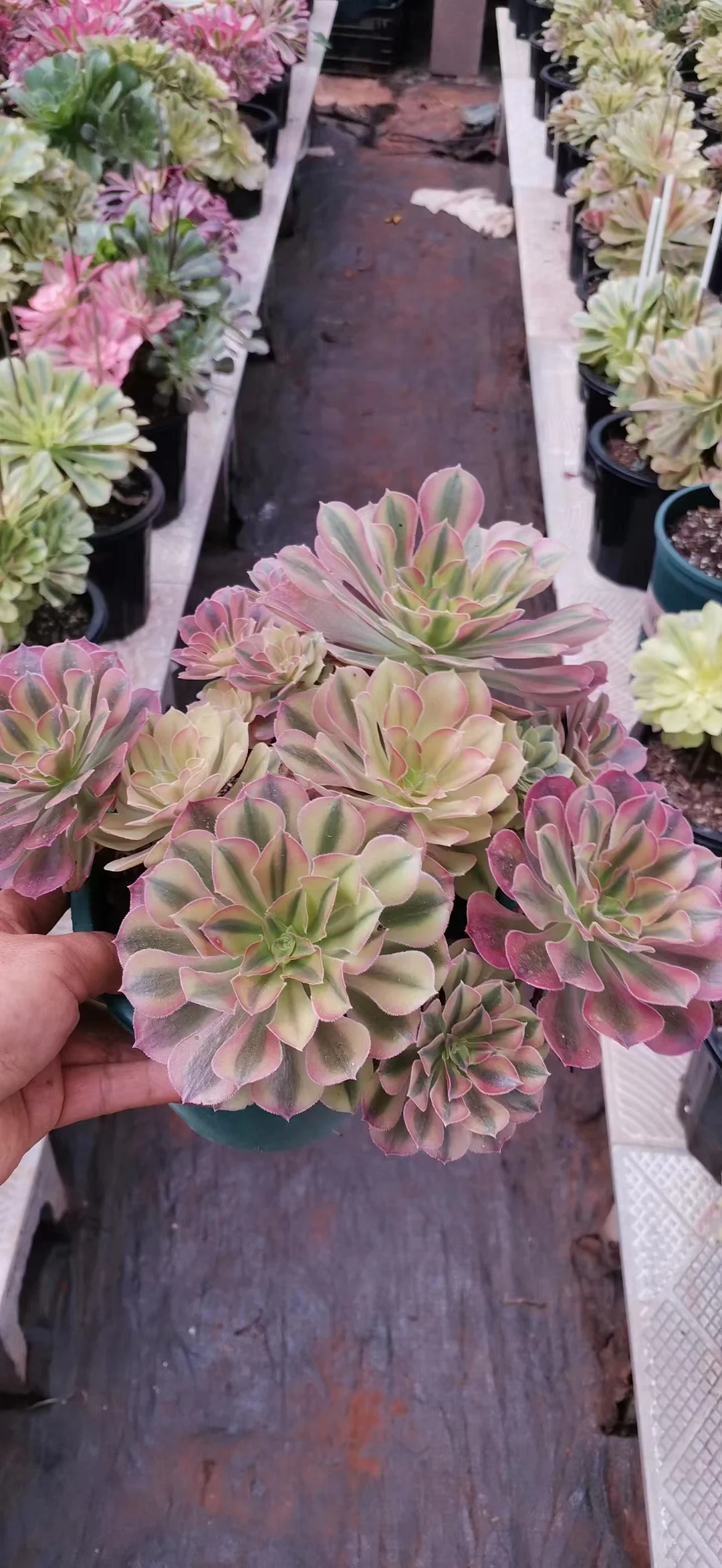 plant Aeonium Echeveria Haworthia  Caudex  Lithops Cactus  Agave 