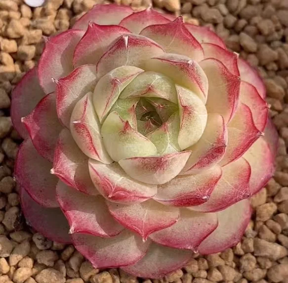 533. Echeveria  Queen of the Red Border.  single head and cluster /Echeveria/  Succulent plants / Garden landscape / Carefully select healthy plants