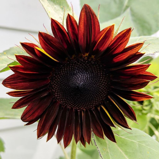Sunflower, Chianti Hybrid