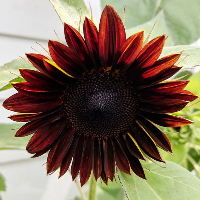 Chianti sunflower deals