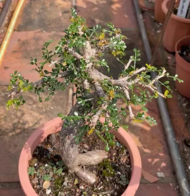 plant Aeonium Echeveria Haworthia  Caudex  Lithops Cactus  Agave 