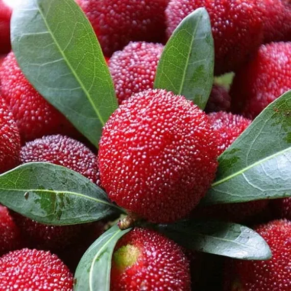 Giant Bayberry: Ping-Pong Ball Size, ⭐Strawberry-Cherry Fusion Flavor