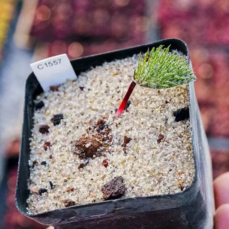 plant Aeonium Echeveria Haworthia  Caudex  Lithops Cactus  Agave 