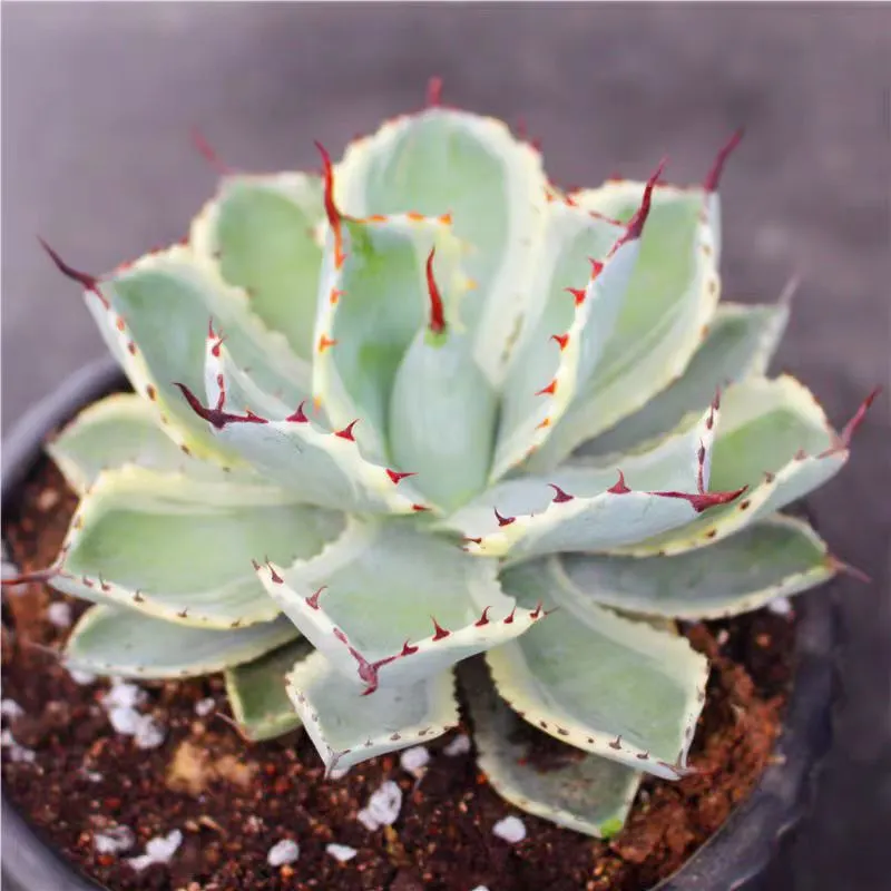 plant Aeonium Echeveria Haworthia  Caudex  Lithops Cactus  Agave 