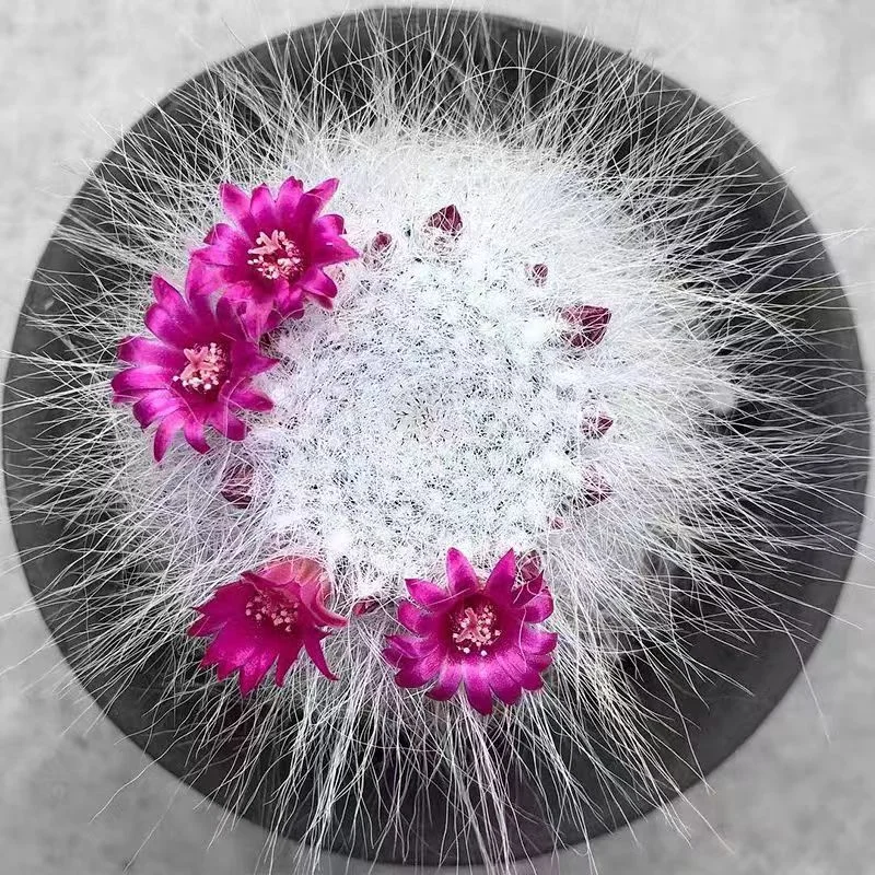 634.  Long hair yu weng /Cactus plants /Succulent plants/ Garden landscape / Carefully select healthy plants