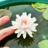 🌸[7 days germination] Last Day Sale -49% OFF💐The Sacred Bonsai Bowl Lotus Flower