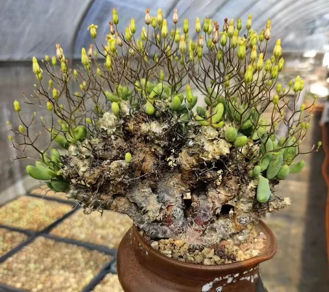 plant Aeonium Echeveria Haworthia  Caudex  Lithops Cactus  Agave 