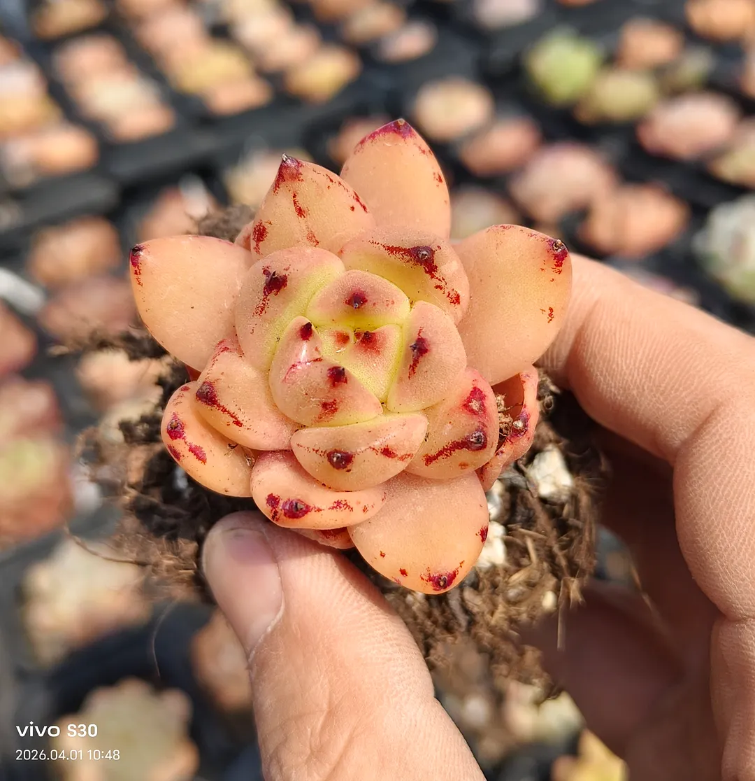 plant Aeonium Echeveria Haworthia  Caudex  Lithops Cactus  Agave 
