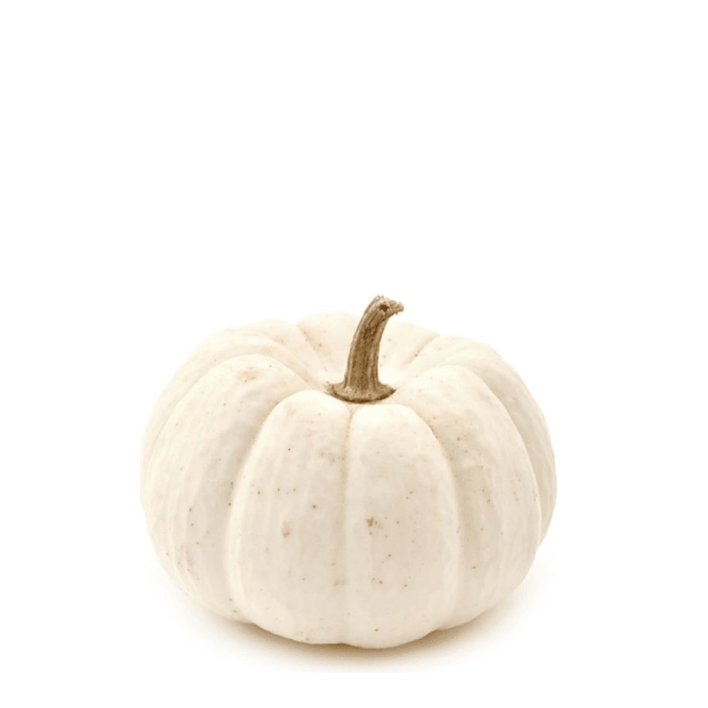 Pumpkin Lumina Seeds &ndash; White-Skinned, Sweet Flesh & Decorative Elegance