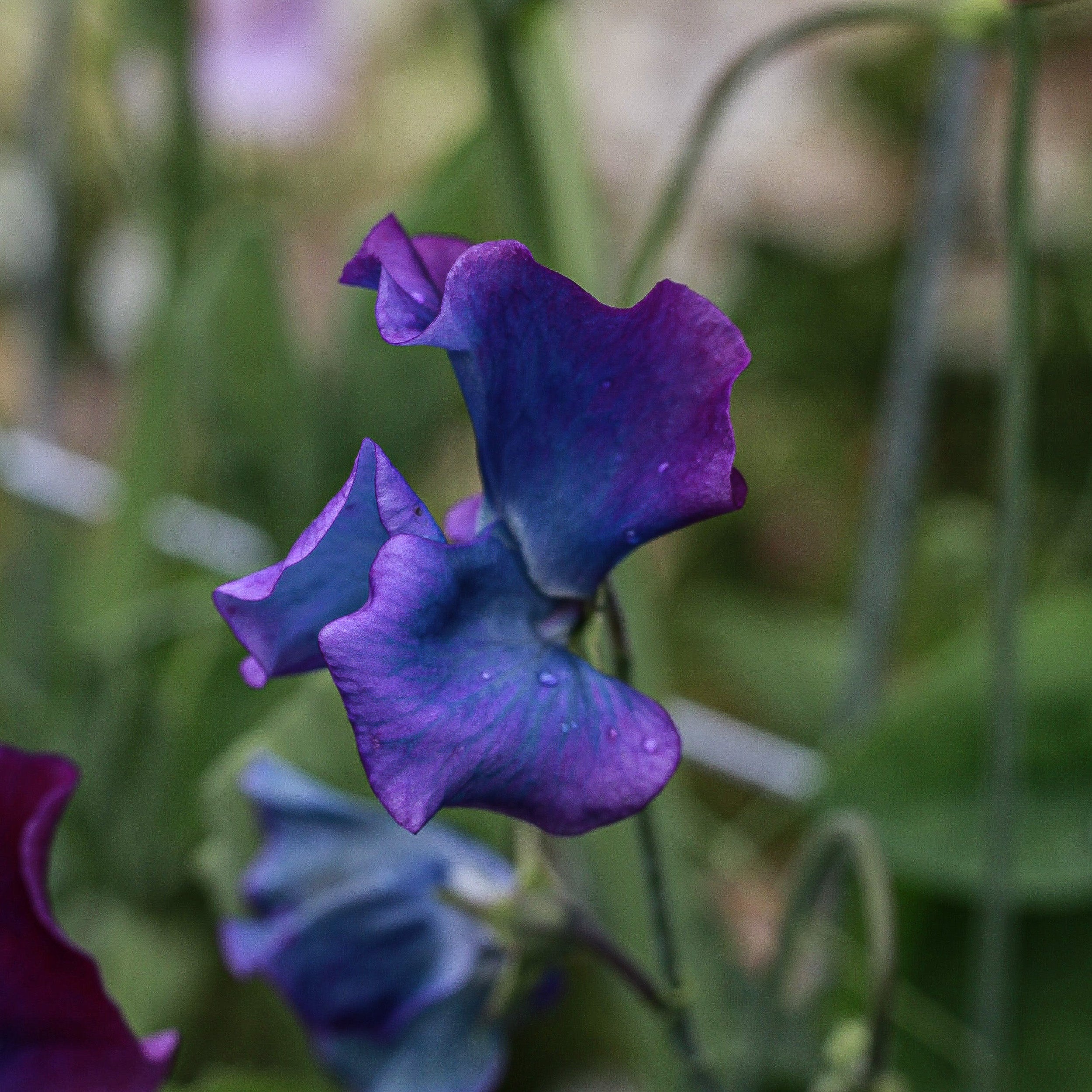 Sweet Pea Blue Shift Flower | X 10 Seeds