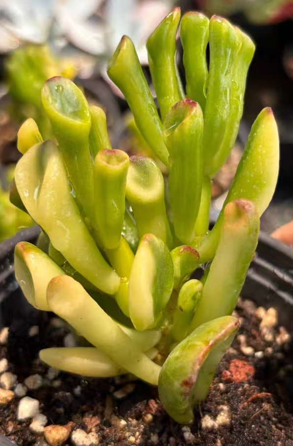 plant Aeonium Echeveria Haworthia  Caudex  Lithops Cactus  Agave 