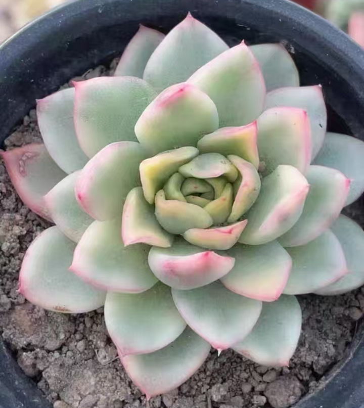 plant Aeonium Echeveria Haworthia  Caudex  Lithops Cactus  Agave 