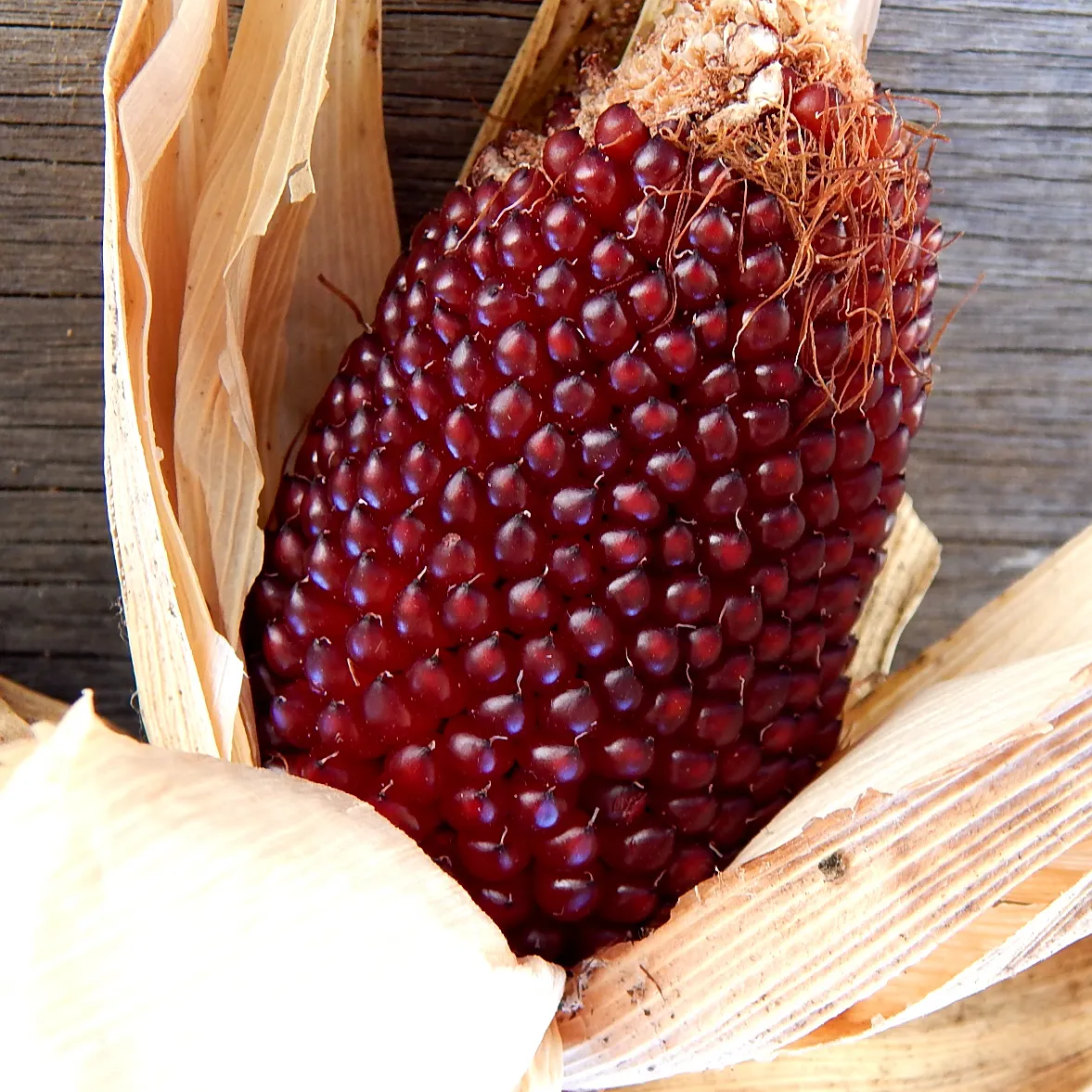 🍓&🌽Strawberry Corn seeds - 2023 popular seeds
