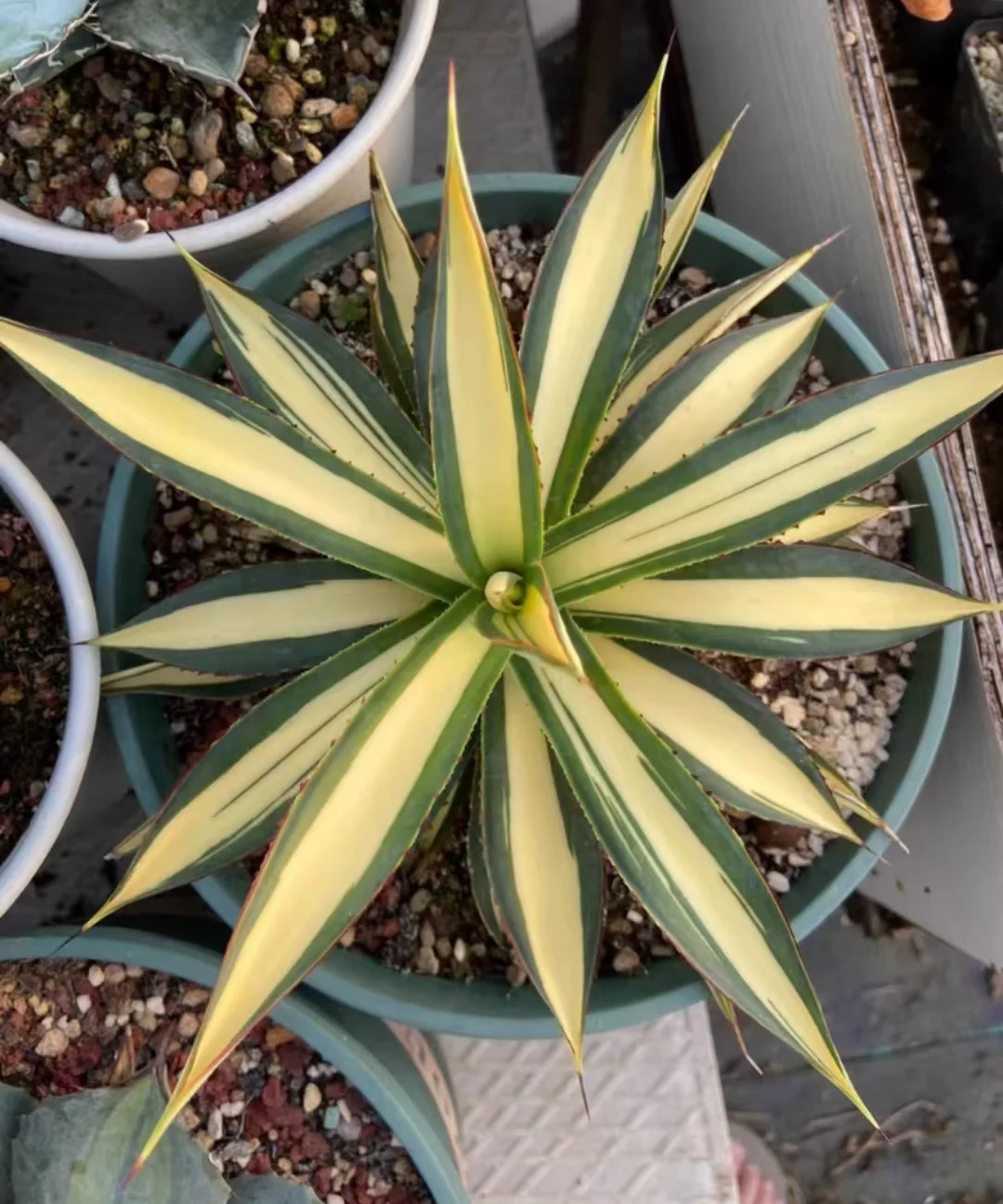 1136.Agave 'Blue Glow' mediopicta 8cm/Agave plants / Succulent plants / Garden landscape / Carefully select healthy plants