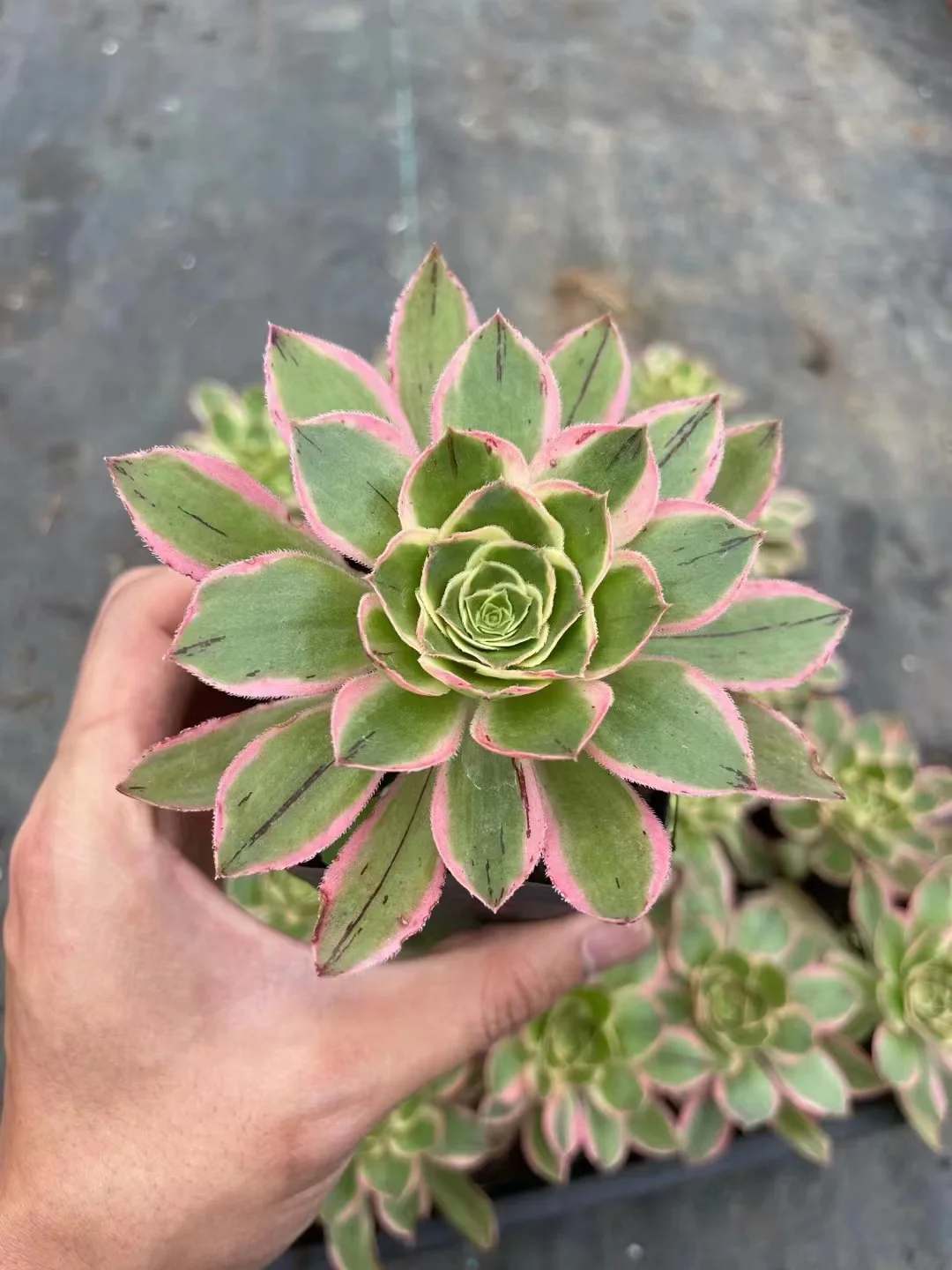   147.  Large leaf green rose brocade   single head and cutting  / Aeonium / Succulent plants / Garden landscape / Carefully select healthy plants