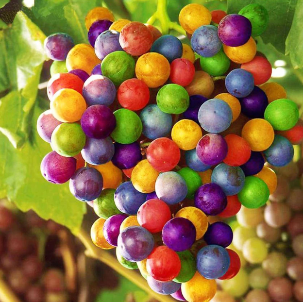 Rainbow Grape Seeds