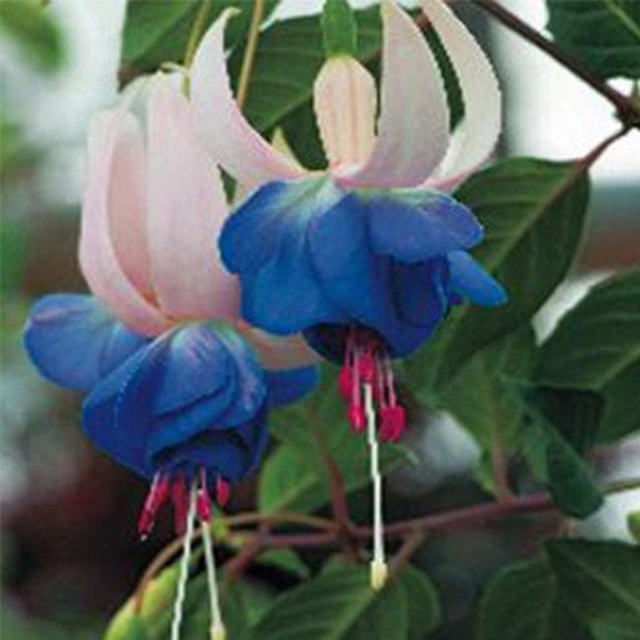 Hanging Bell Begonia Flower Seeds-Various colors available