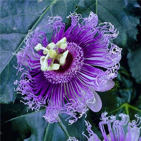 Rare Passion Flower Seeds Passiflora Incarnata 50Pcs/Pack Jonyparkseed®