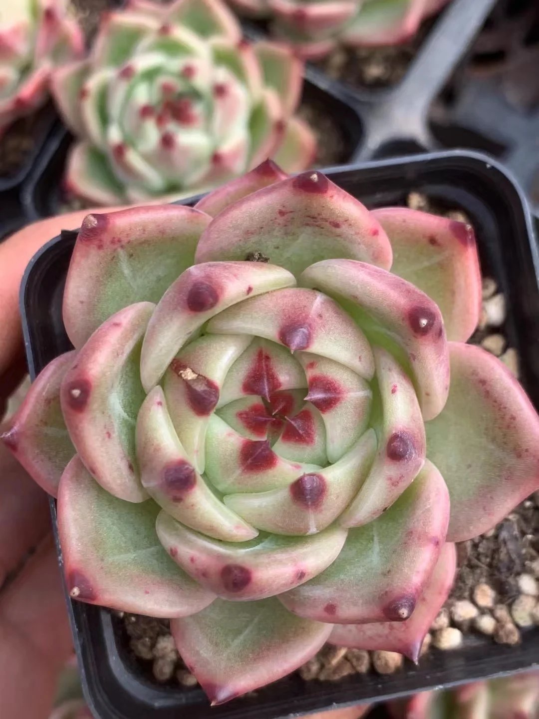 plant Aeonium Echeveria Haworthia  Caudex  Lithops Cactus  Agave 