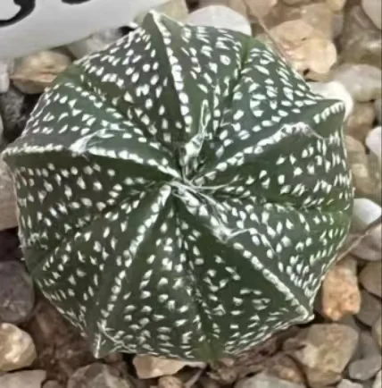 plant Aeonium Echeveria Haworthia  Caudex  Lithops Cactus  Agave 