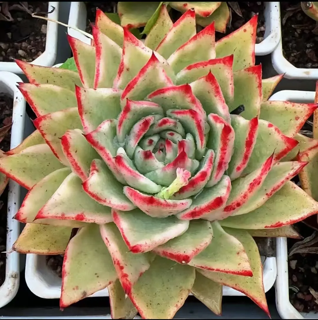 plant Aeonium Echeveria Haworthia  Caudex  Lithops Cactus  Agave 