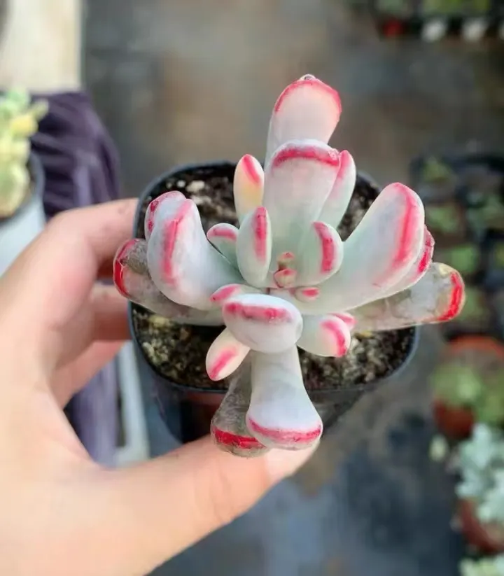 plant Aeonium Echeveria Haworthia  Caudex  Lithops Cactus  Agave 
