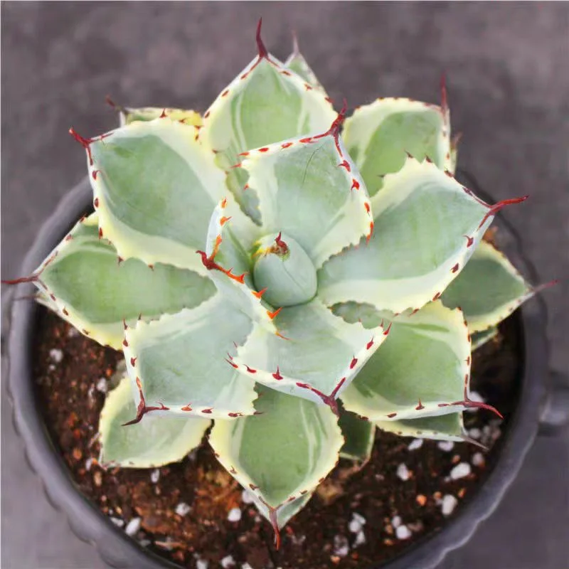 ky12.Agave potatorum 'Kisshou-kan-nishiki' 9-10cm/Agave plants / Succulent plants / Garden landscape / Carefully select healthy plants