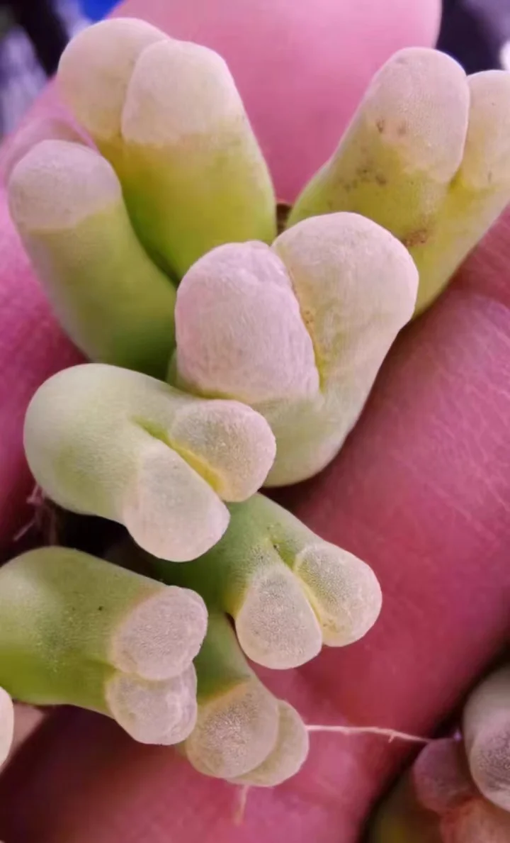 plant Aeonium Echeveria Haworthia  Caudex  Lithops Cactus  Agave 