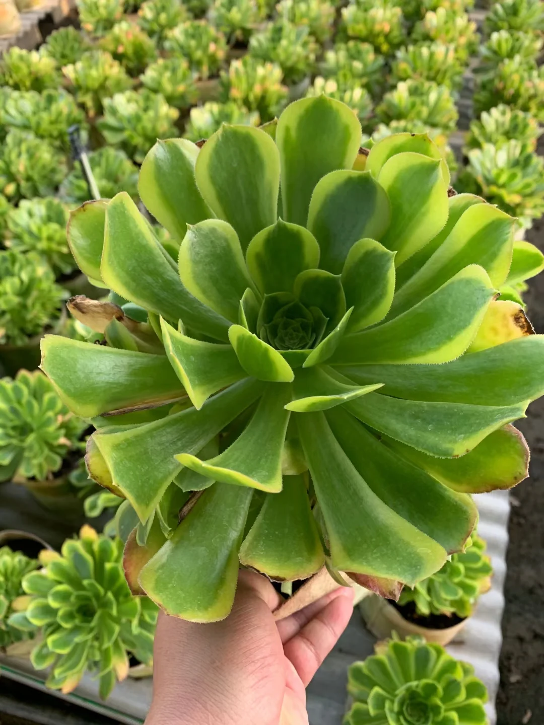 plant Aeonium Echeveria Haworthia  Caudex  Lithops Cactus  Agave 