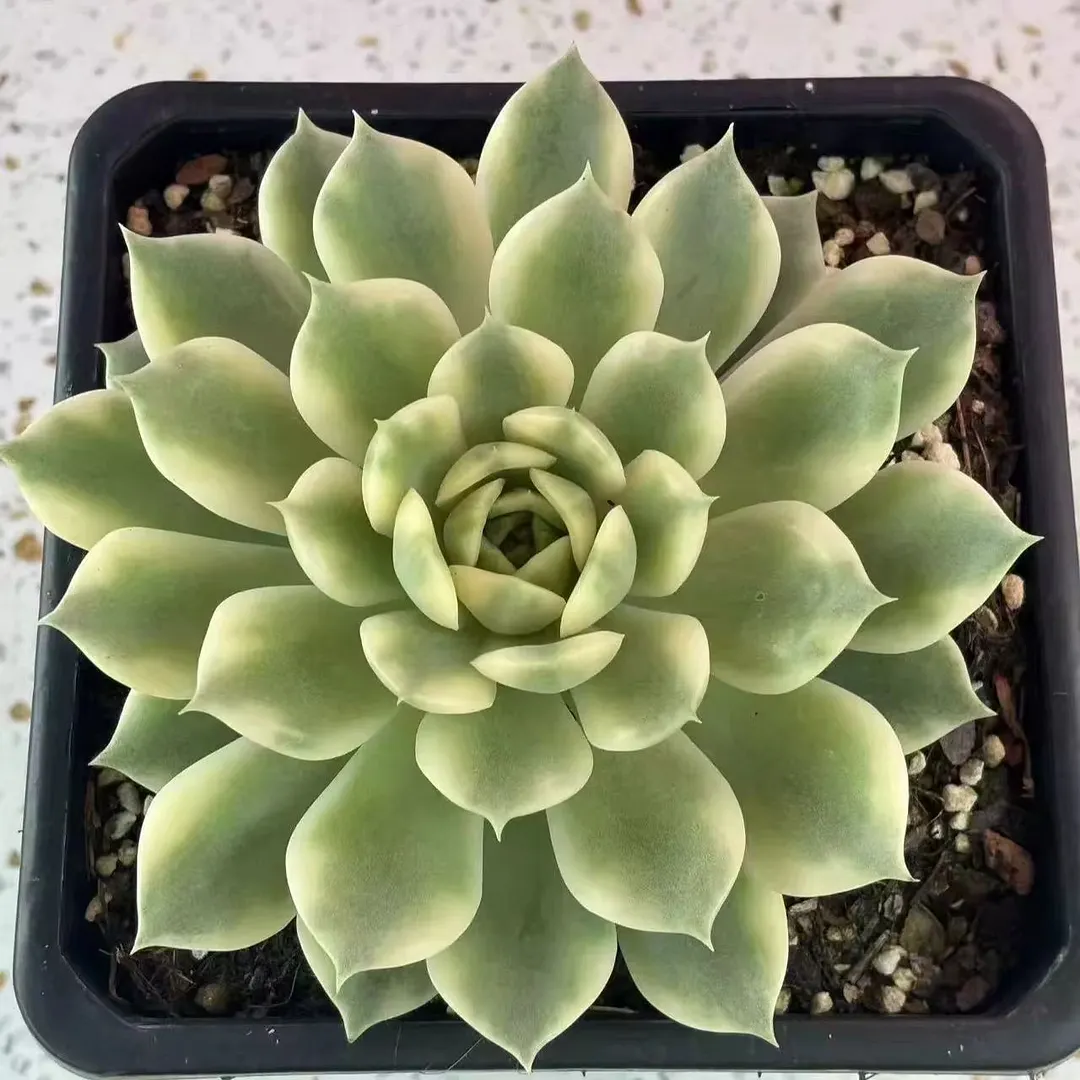 plant Aeonium Echeveria Haworthia  Caudex  Lithops Cactus  Agave 