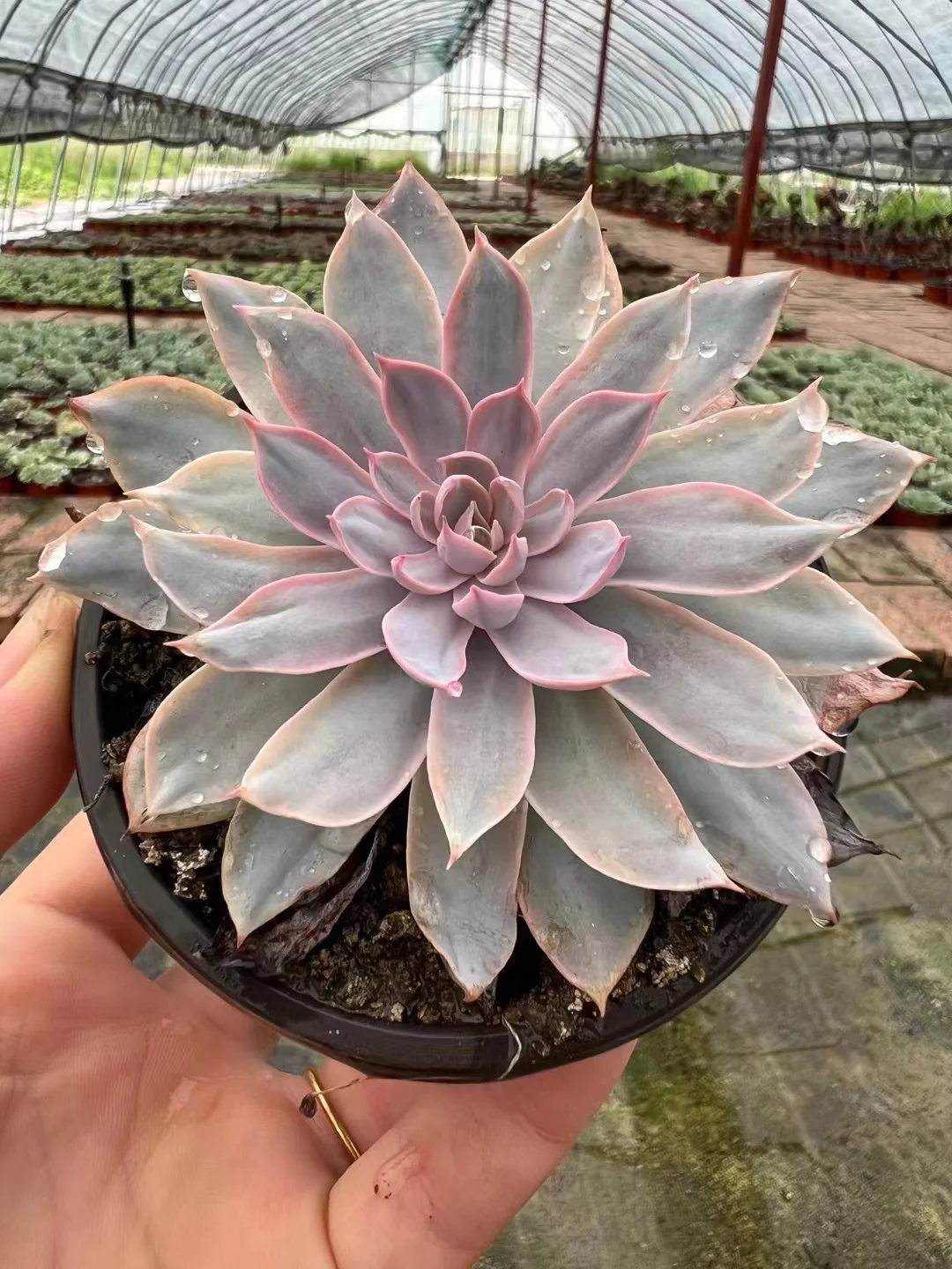 61.  Pinky brocade single head 5-7cm /  Echeveria /  Succulent plants / Garden landscape / Carefully select healthy plants