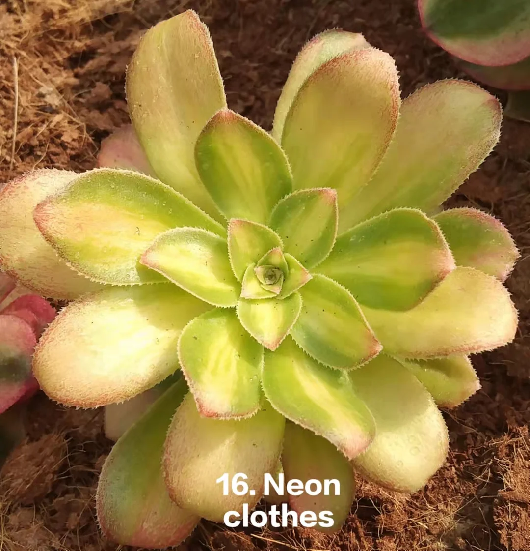 16.   Neon clothes . single head and cutting  / Aeonium / Succulent plants / Garden landscape / Carefully select healthy plants
