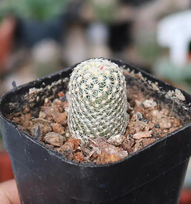 plant Aeonium Echeveria Haworthia  Caudex  Lithops Cactus  Agave 